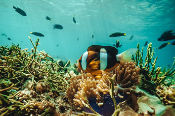 Flores colorful fish