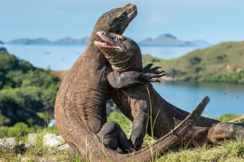 Indonesia gay cruise - Komodo Dragons