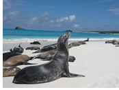 Galapagos Islands gay cruise - Isla Espanola