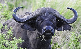 Serengeti National Park Safaria