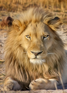 South Africa All-lesbian safari tour