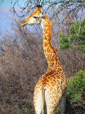 South Africa lesbian safari tour