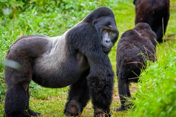 Gorilla safari Rwanda