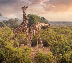 Kenya luxury gay safari tour