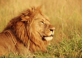 Kenya lion