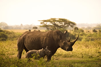 Kenya gay safari - Ol Pejeta Conservancy