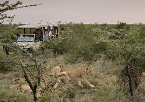 Kenya Lion Tracking