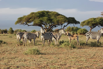 Masai Mara gay safari