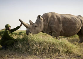 Ol Pejeta Conservancy  - white rhino