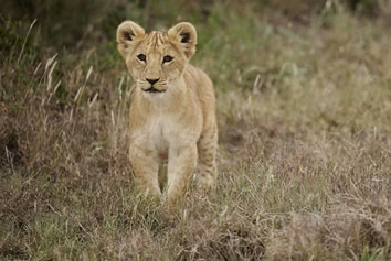 Ol Pejeta Kenya safari