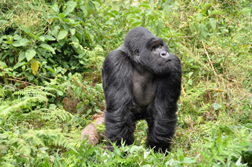 Rwanda gorilla safari