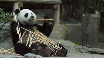 Beijing Zoo Panda