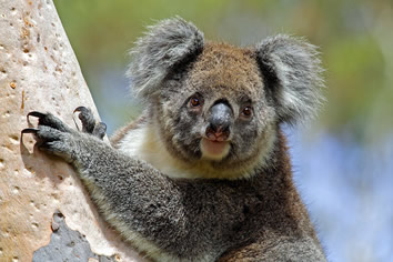 Australia Gay tour - koala