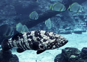 Great Barrier Reef gay tour