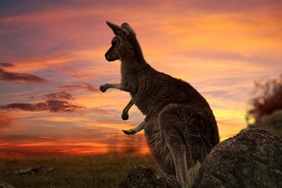 Australia Gay tour - Kangaroo