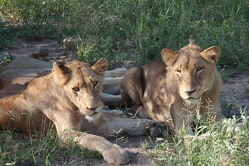 Kruger National Park gay safari