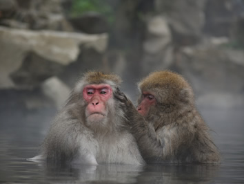 Japan gay tour - Snow Monkeys
