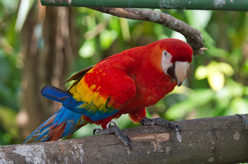 Costa Rica parrot