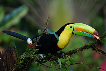 Costa Rica toucan