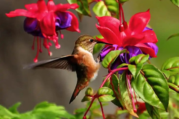 Costa Rica lesbian tour - Hummingbird Farm
