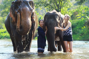 Chiang Mai elephants