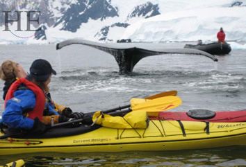 Gay Antarctica cruise adventure - whale