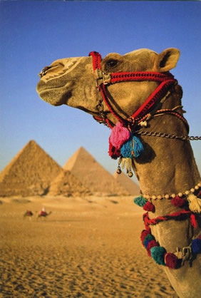 Gay Egypt tour