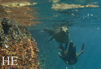 Gay Galapagos cruise