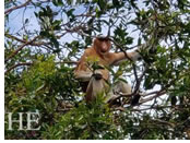 Indonesia monkeys Borneo
