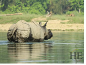 Nepal gay adventure tour rhino