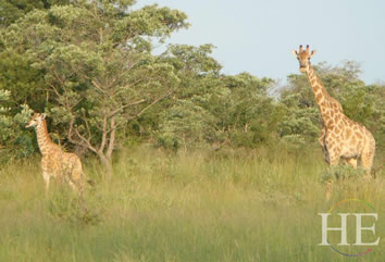 Gay South Africa Safari Tour - giraffes