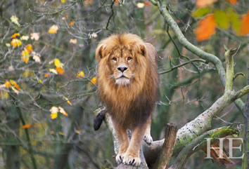 South Africa luxury gay safari
