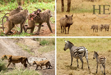 Tanzania Gay African Safari