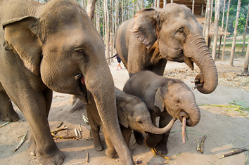 Chiang Mai, Thailand Gay Tour