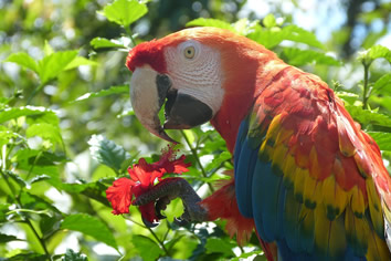 Amazon Jungle lesbian tour