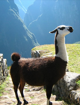 Machu Picchu llama