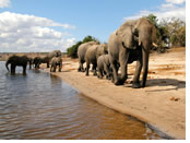 Chobe National Park, Botswana