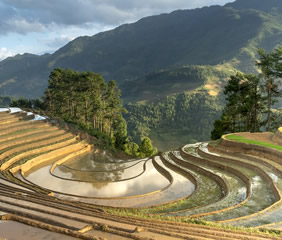 Vietnam rice fields