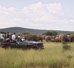 Sanctuary Makanyane safari-lodge game drive