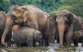 Ceylon gay tour