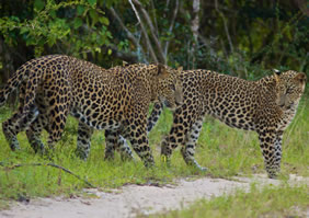 Yala National Park, Sri Lanka Gay Safari