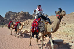 Petra camels