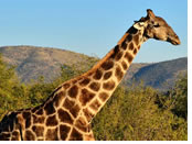 An exhilarating exclusively gay South African vacation An exhilarating exclusively gay South African vacation